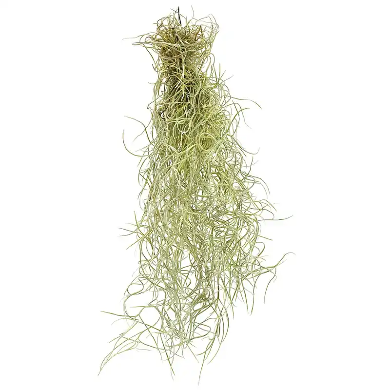 Tillandsia usneoides XS Kracherpreis