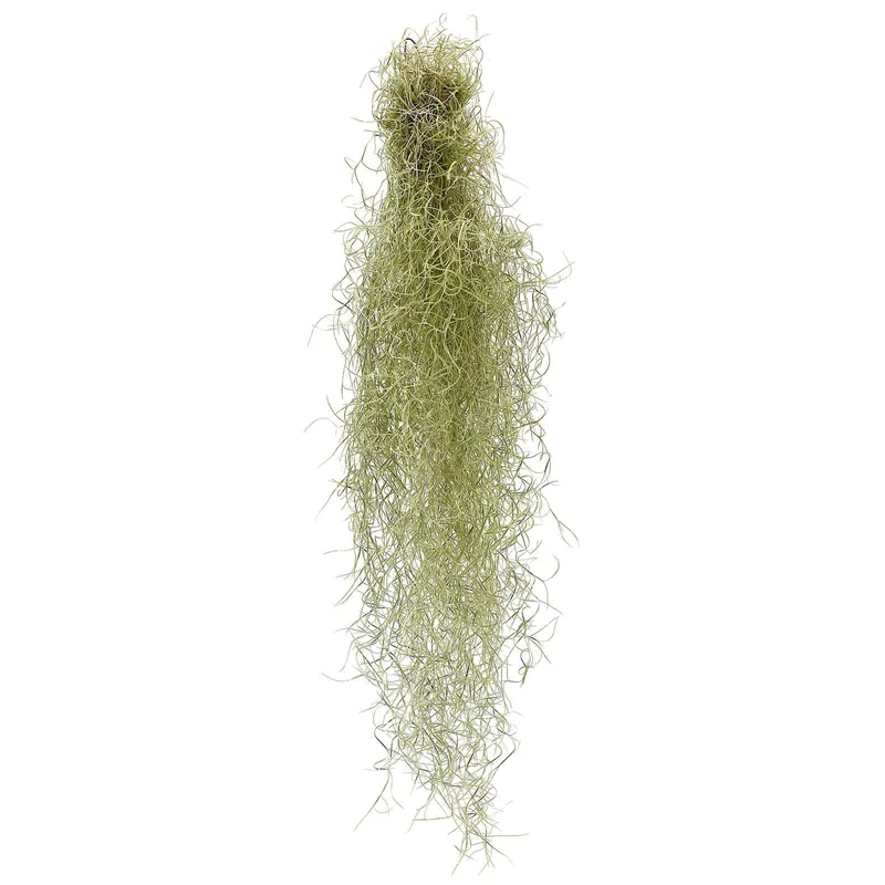 Nur Heute Tillandsia usneoides "Fein Grün" S