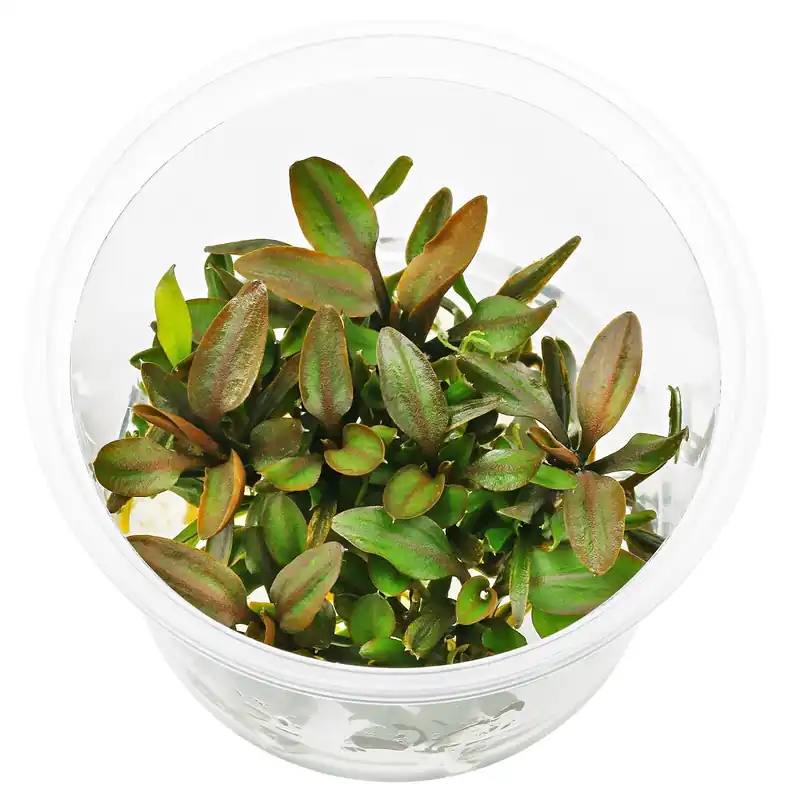 Cryptocoryne walkeri 'Hobbit' Schwierigkeit Zertifiziert