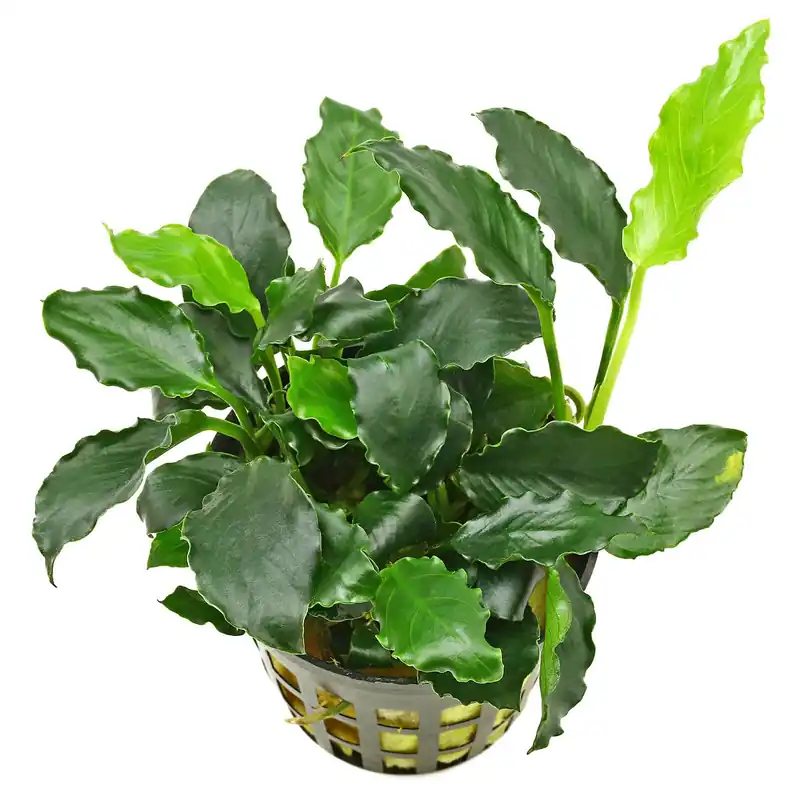Anubias barteri var. nana 'Kirin' Schwierigkeit Angebot