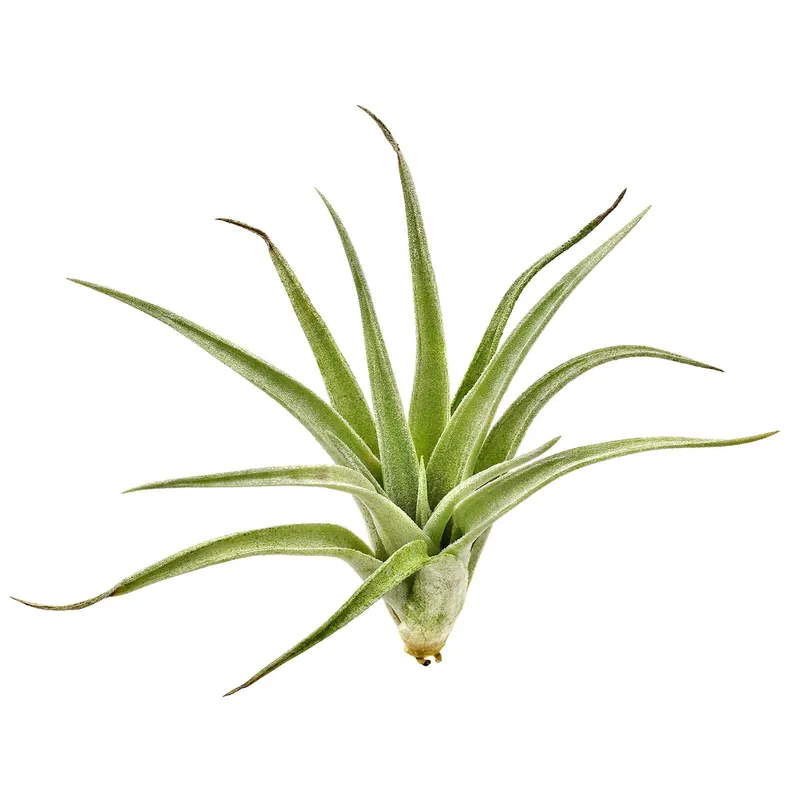 Tillandsia lorentziana Einzelpflanze - S Begrenztes Angebot
