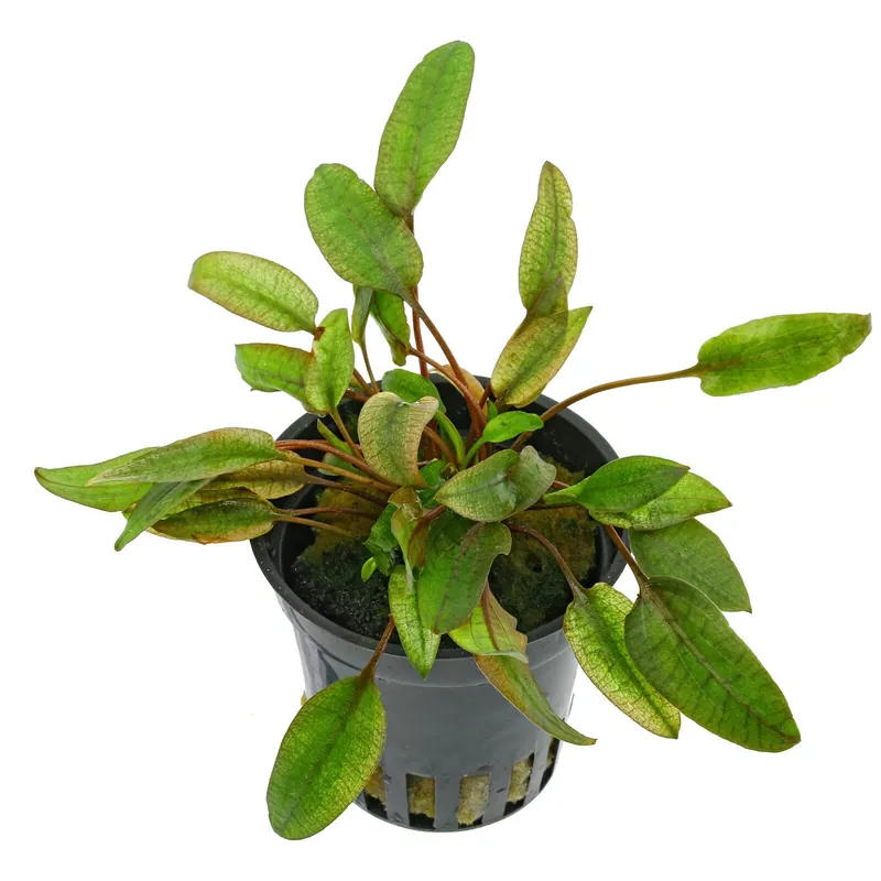 Cryptocoryne wendtii 'Flamingo' ('Pink Panther') Schwierigkeit Wochenendangebot