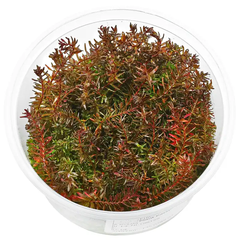 Neue Ware Rotala macrandra 'Butterfly' Schwierigkeit