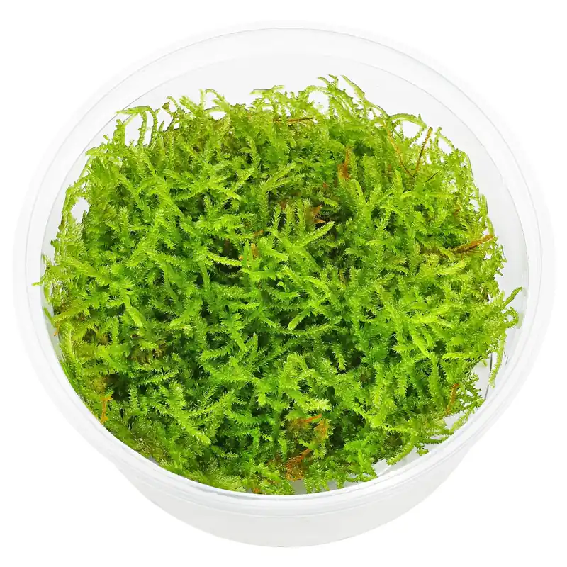 Top-Angebot Vesicularia sp. "Mini Christmas Moss" Schwierigkeit