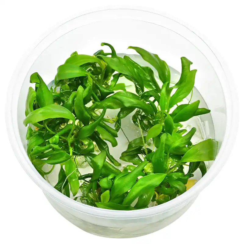 Anubias barteri var. glabra "Minima" Schwierigkeit Preis Gesenkt