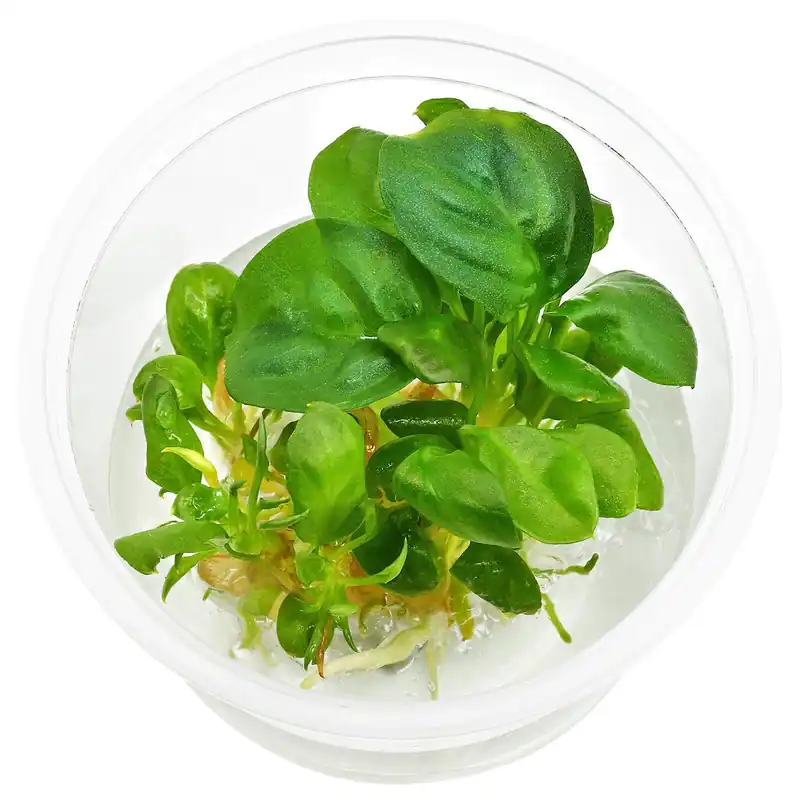 Markenware Anubias heterophylla Schwierigkeit