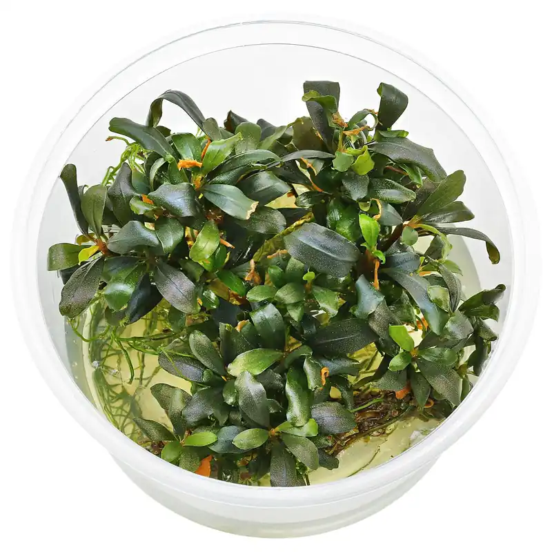 Preis Gesenkt Bucephalandra sp. "Lamandau Mini Red" Schwierigkeit
