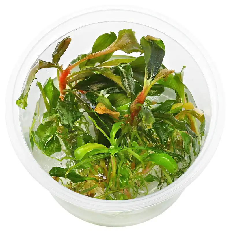 Mega-Angebot Bucephalandra sp. "Red Scorpio" Schwierigkeit