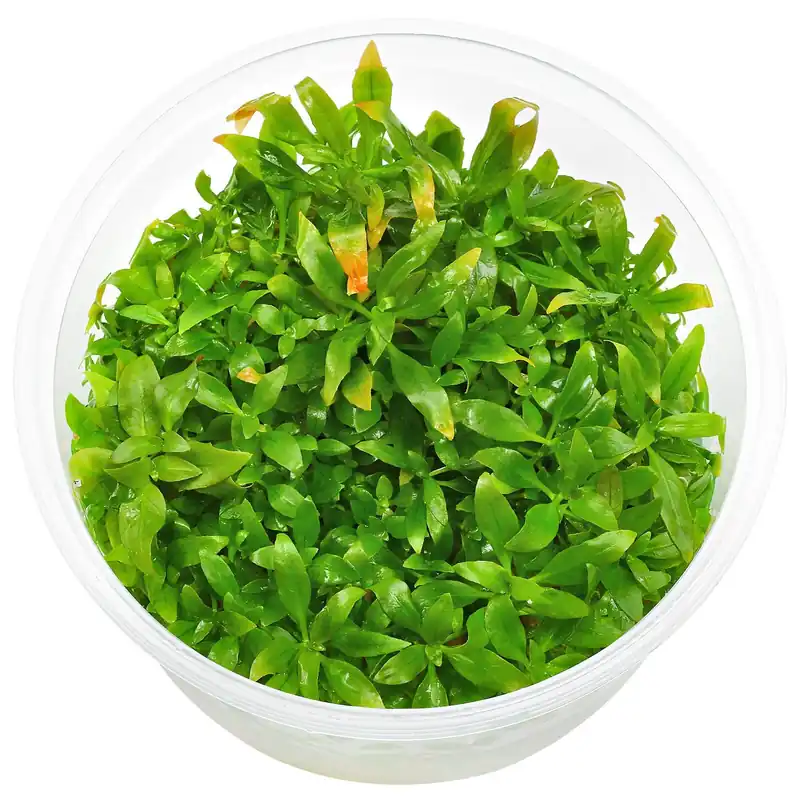Ludwigia glandulosa Schwierigkeit Preisknaller