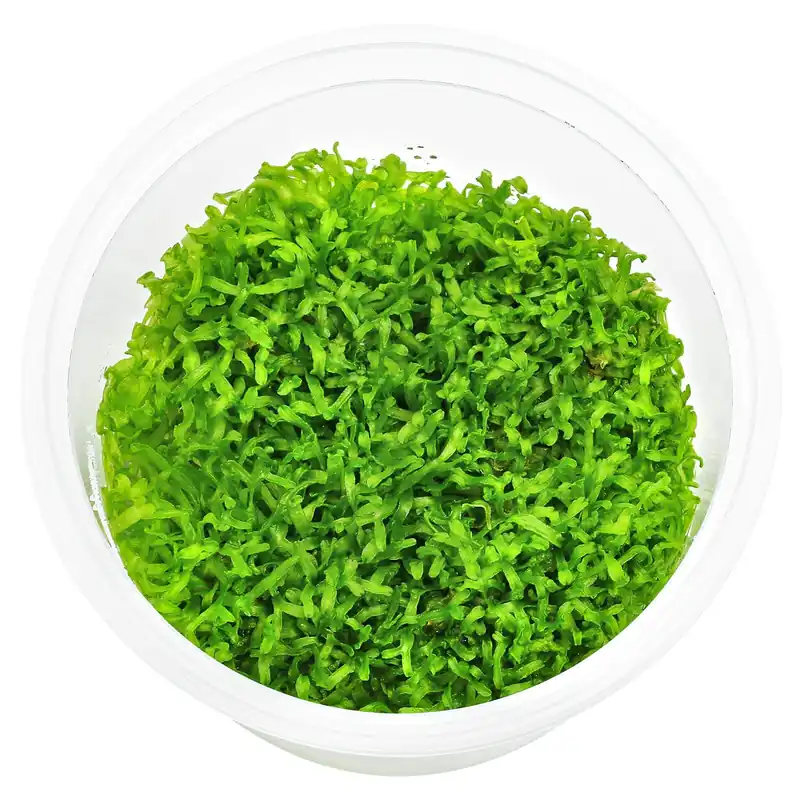 Riccia fluitans "Broad" Schwierigkeit Aktuell