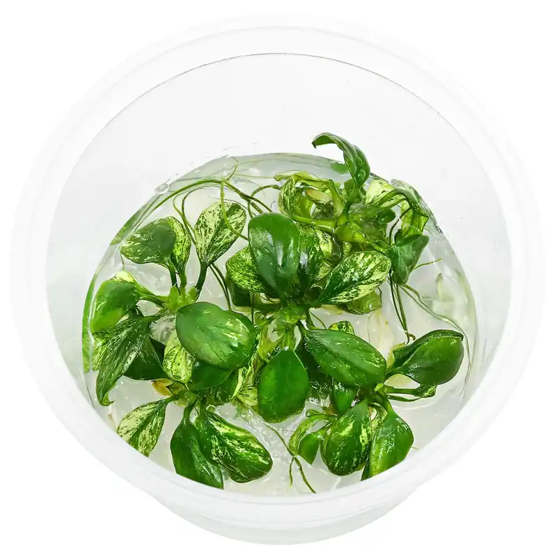 Super-Preis Anubias barteri var. glabra 'Variegated' Schwierigkeit