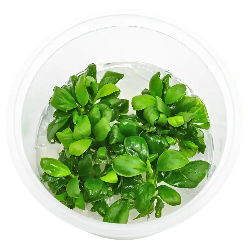 Anubias barteri var. nana 'Mini' Schwierigkeit Neuheit