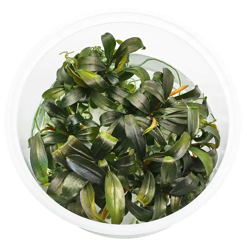 Finale Aktion Bucephalandra sp. "Brownie Ghost" Schwierigkeit