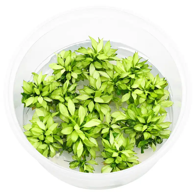 Günstig Anubias barteri var. nana 'Pangolino Green Tea' Schwierigkeit