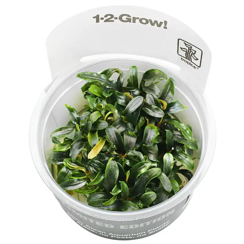 Bucephalandra sp. "Mini Needle Leaf" Schwierigkeit Saisonangebot