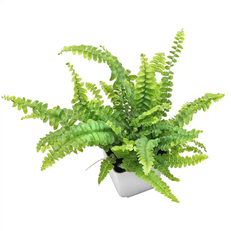 Meistverkauft Nephrolepis exaltata 'Bostoniensis' Topf L - 7 x 7 x 8 cm
