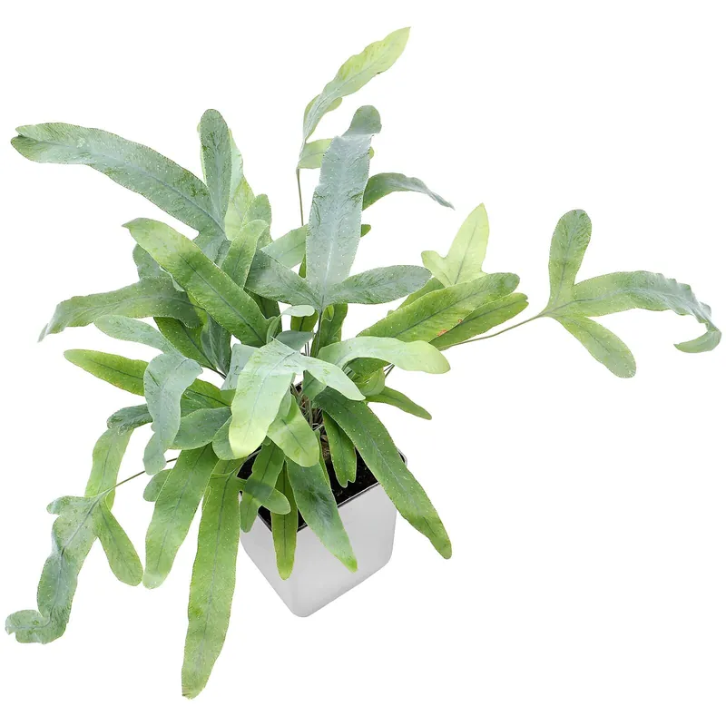 Phlebodium aureum 'Blue Star' Topf L - 7 x 7 x 8 cm Saisonangebot