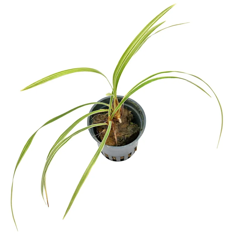 Ophiopogon japonicus 'Variegatus' Topf - Ø 5.5 cm Preisknaller