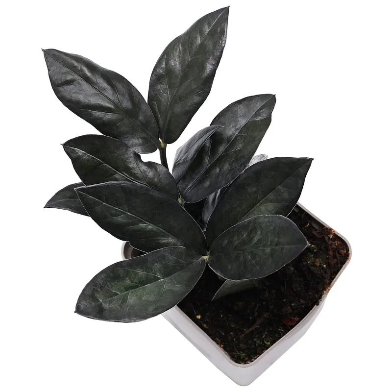 Wochenendangebot Zamioculcas zamiifolia 'Raven' Topf L - 7 x 7 x 8 cm