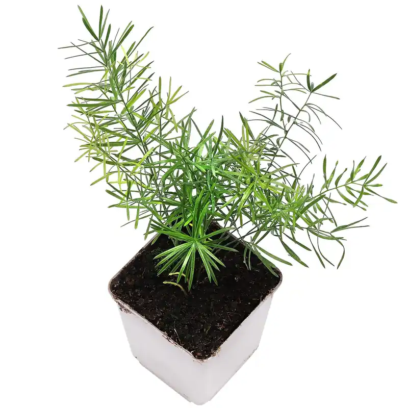 Bestseller Asparagus densiflorus Topf L - 7 x 7 x 8 cm