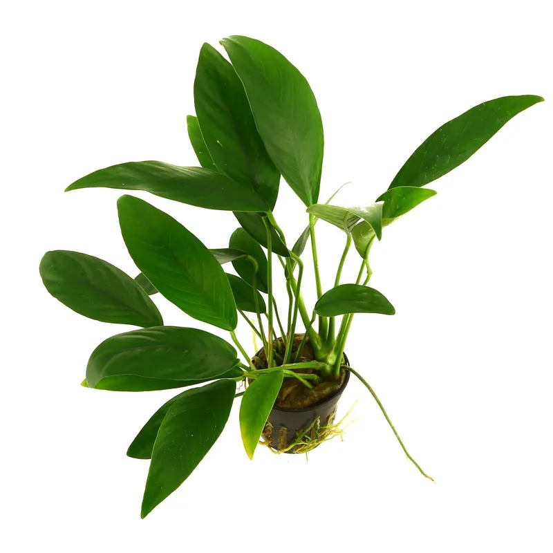 Anubias barteri var. glabra Topf - Ø 5.5 cm Expressversand