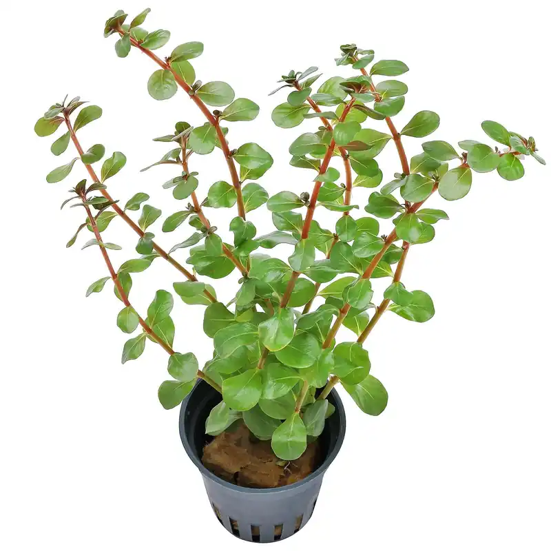 Rotala rotundifolia "Singapore Blood Red" Schwierigkeit Heißes Angebot