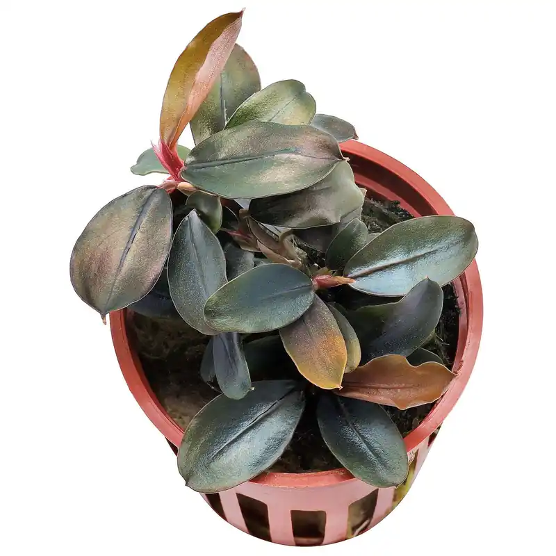Echt Bucephalandra sordidula 'Blue' Schwierigkeit