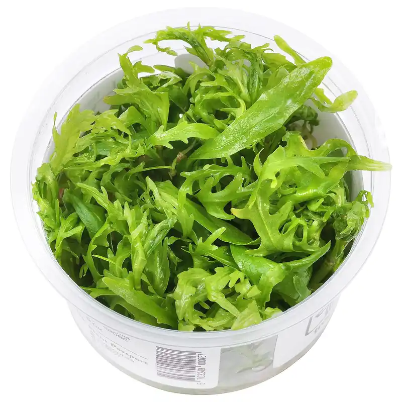 Bestseller Hygrophila odora Schwierigkeit