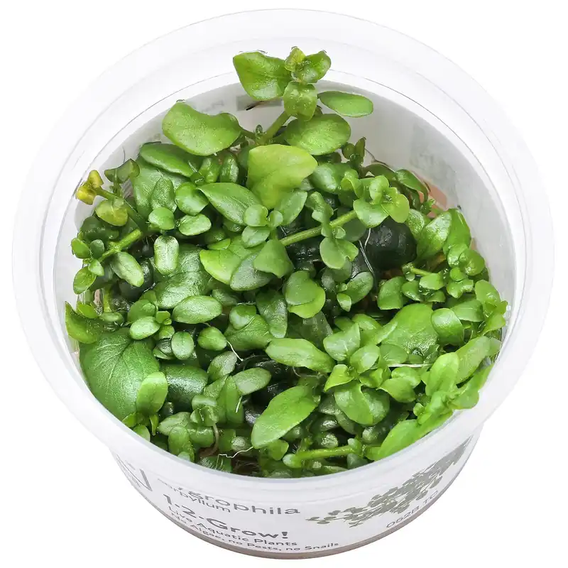 Hygrophila serpyllum Schwierigkeit Kracherpreis