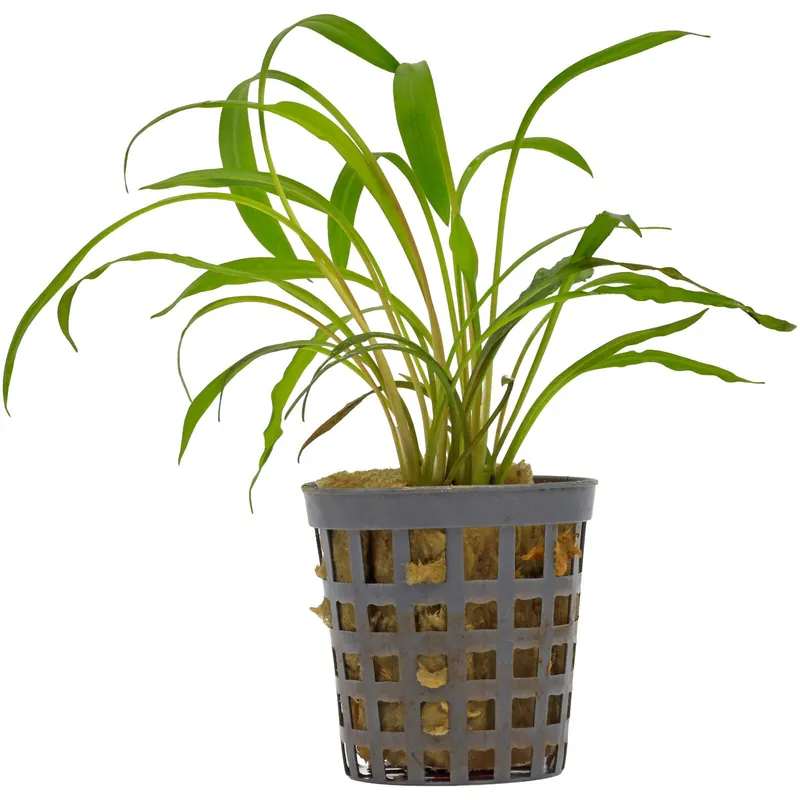 Cryptocoryne spiralis 'Red' Schwierigkeit Online Kaufen