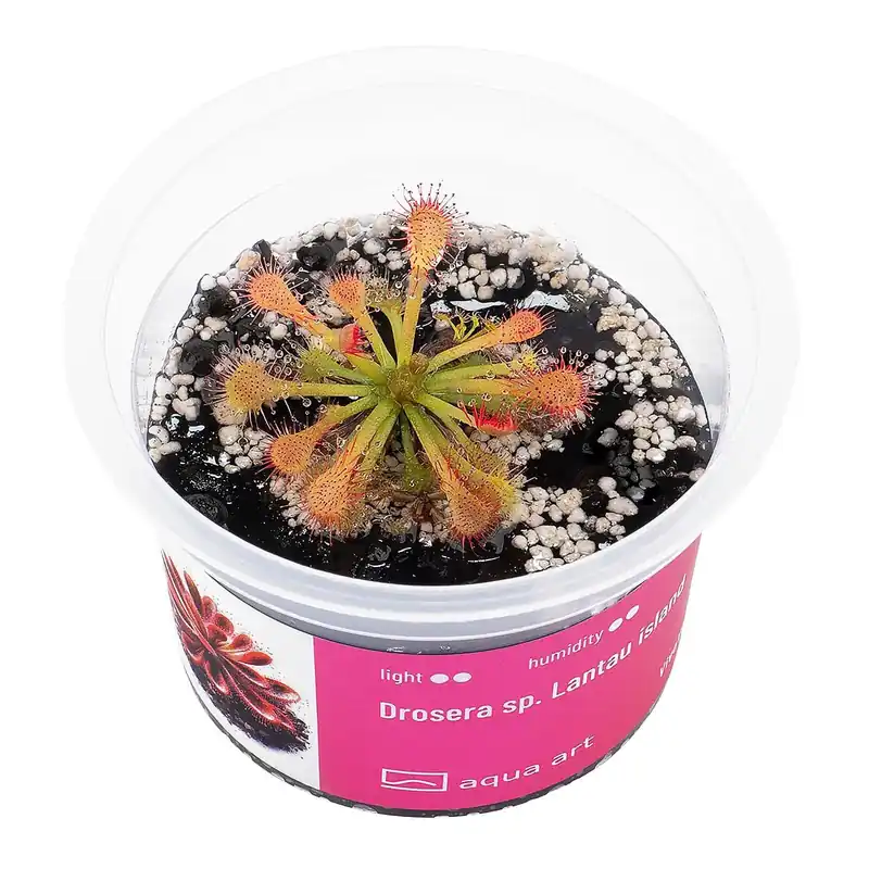 Top-Preis Drosera spatulata in Vitro - Ø 5.5 cm