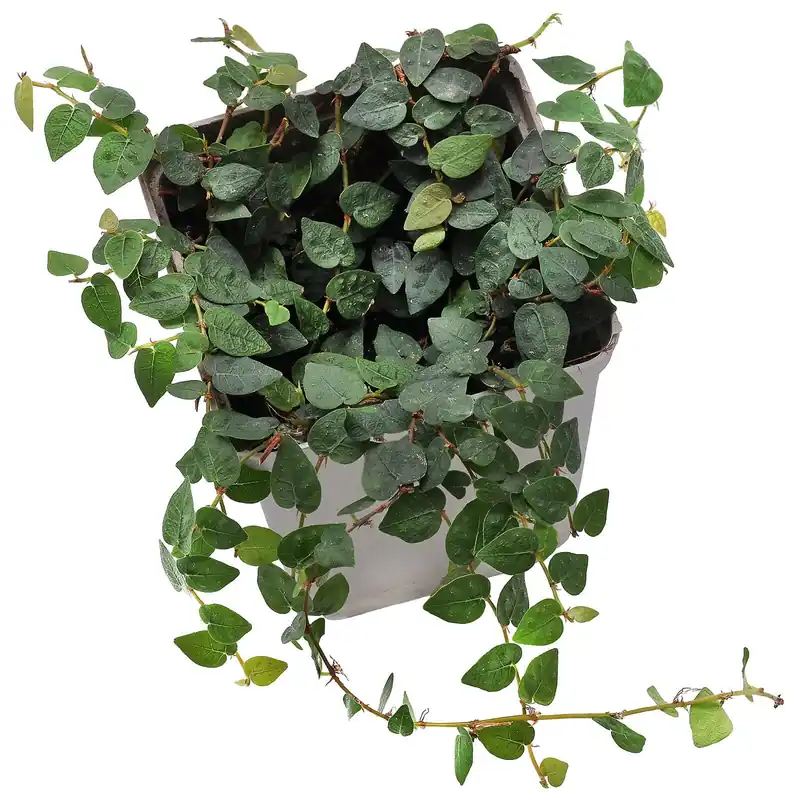 Ficus pumila "Minuta" Topf L - 7 x 7 x 8 cm Beliebt
