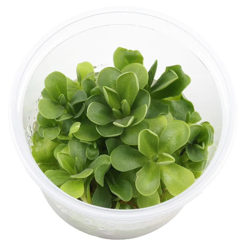 Pinguicula 'Florian' Aqua Art - Ø 5.5 cm Sichere Zahlung