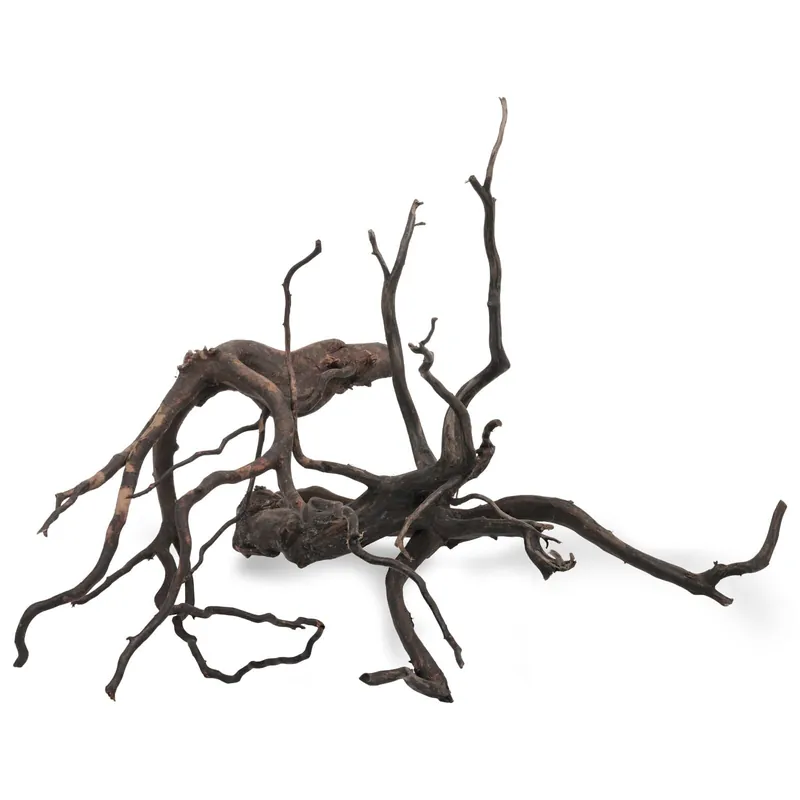 Black Root S - Set - 10-15 cm Beliebt