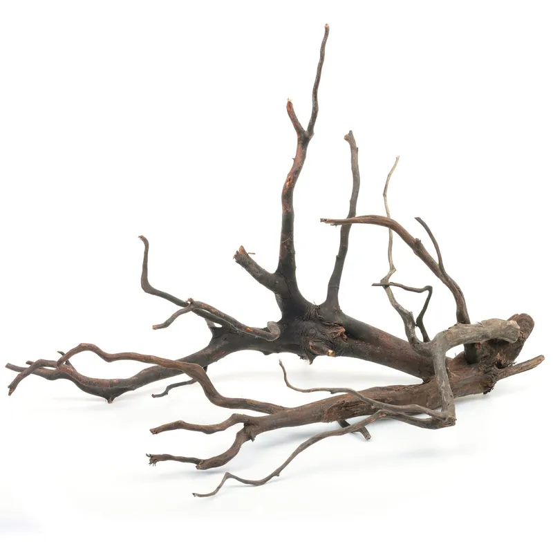 Black Root S - Set - 10-15 cm Jetzt Bestellen
