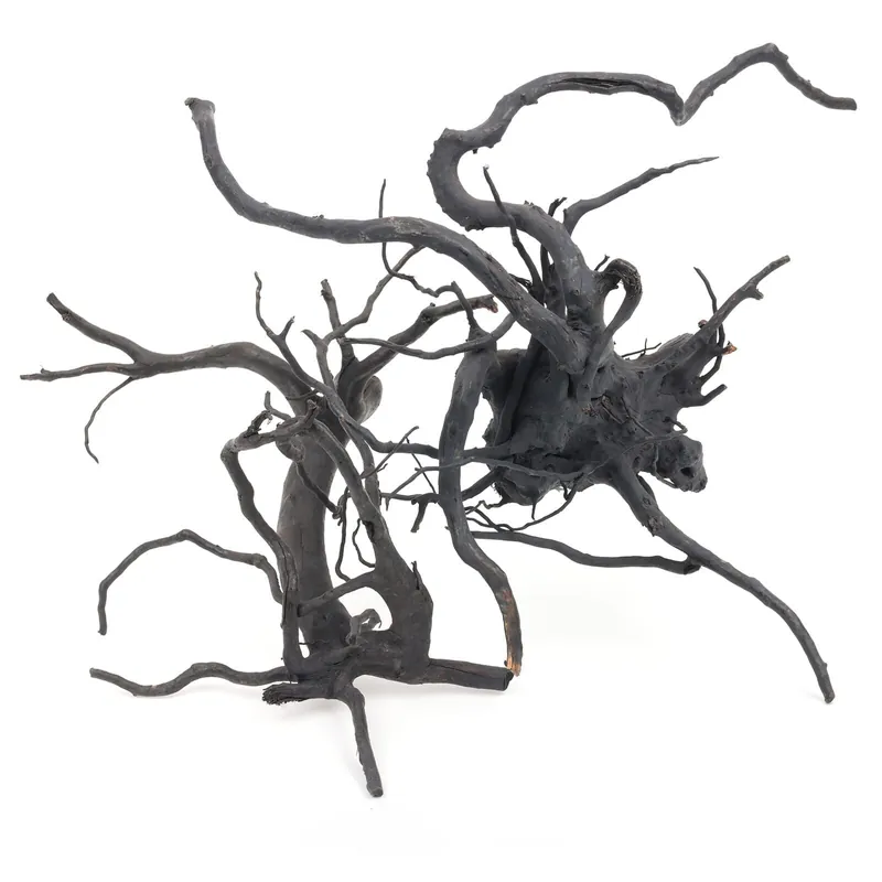 Schwarze Moorwurzel S-Set - 10-20 cm Neuheit