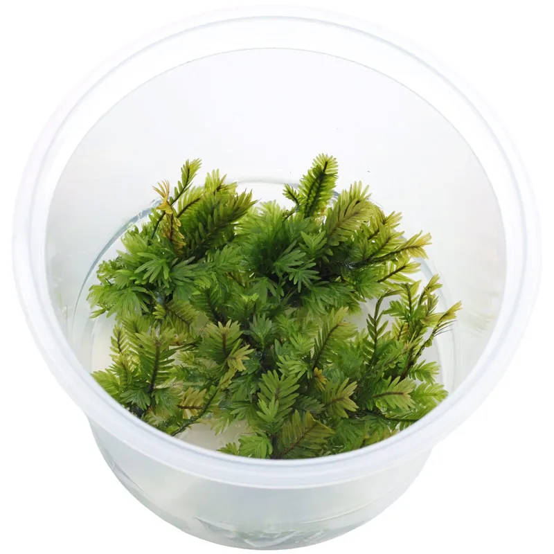 Angebot Fissidens nobilis Schwierigkeit