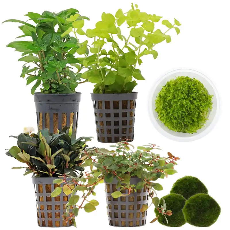 Meistverkauft Aquarienpflanzen Set 30 Liter Garnelen Farbig einfach Nr. 02 5 Pflanzen & 3 Mooskugeln