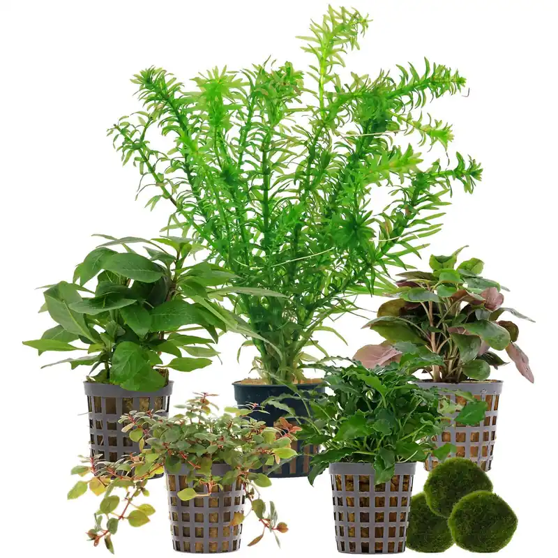 Aquarienpflanzen Set 30 Liter Farbig einfach Nr. 05 5 Pflanzen & 3 Mooskugeln Preiswert