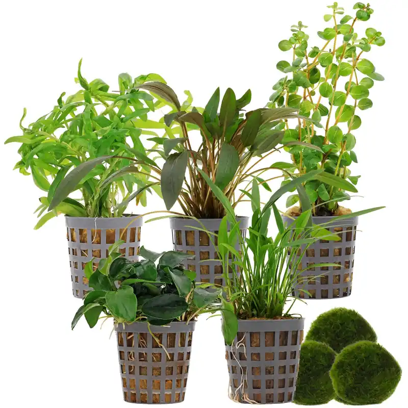 Sichere Zahlung Aquarienpflanzen Set 60 Liter Grün einfach Nr. 08 5 Pflanzen & 3 Mooskugeln