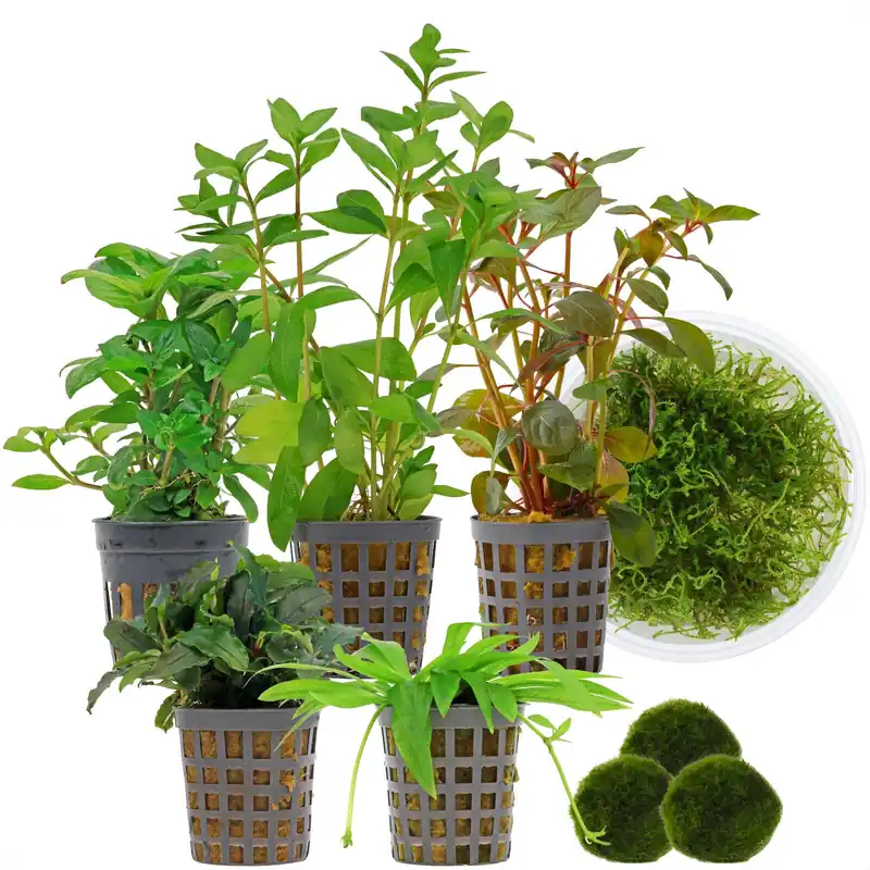 Must-Have Aquarienpflanzen Set 60 Liter Garnelen Farbig einfach Nr. 02 6 Pflanzen & 3 Mooskugeln