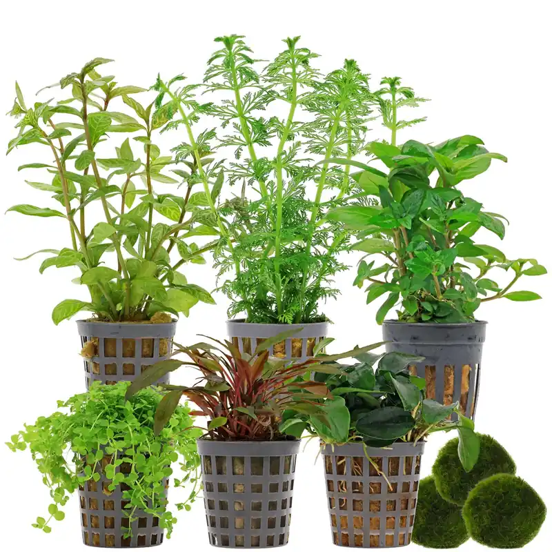 Mega-Angebot Aquarienpflanzen Set 60 Liter Grün mittel Nr. 04 6 Pflanzen & 3 Mooskugeln