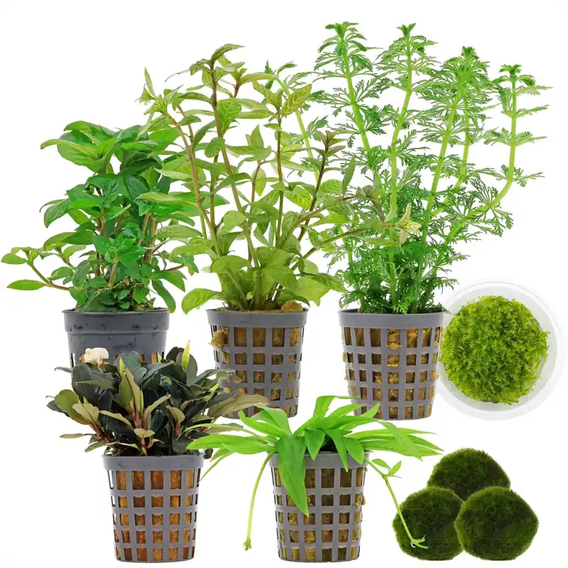 Neue Kollektion Aquarienpflanzen Set 60 Liter Garnelen Grün einfach Nr. 02 6 Pflanzen & 3 Mooskugeln