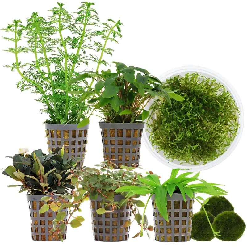 Beliebt Aquarienpflanzen Set 60 Liter Garnelen Farbig einfach Nr. 01 6 Pflanzen & 3 Mooskugeln