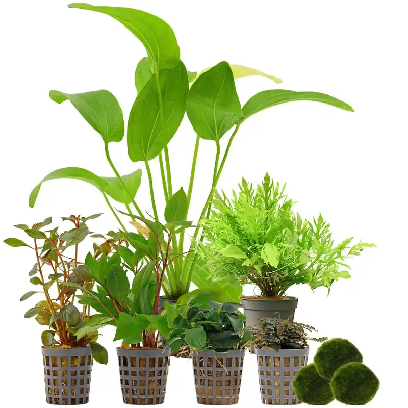 Aquarienpflanzen Set 120 Liter Farbig einfach Nr. 03 6 Pflanzen & 3 Mooskugeln Sale