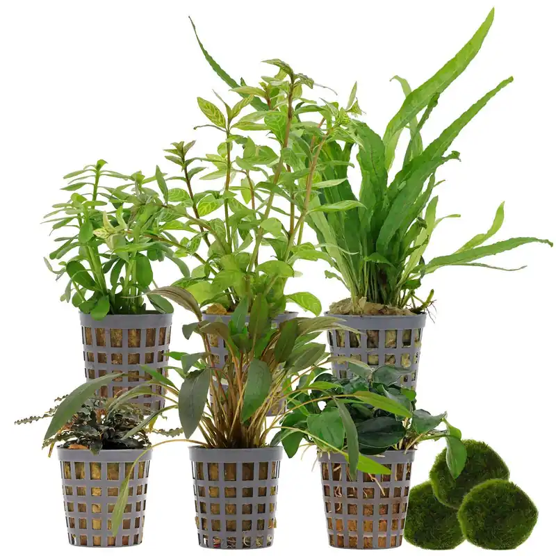 Begrenztes Angebot Aquarienpflanzen Set 60 Liter Wenig Pflegeaufwand Nr. 02 6 Pflanzen & 3 Mooskugeln