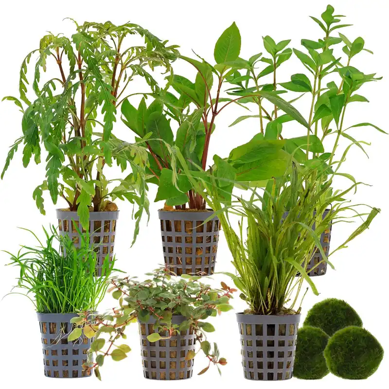 Aquarienpflanzen Set 120 Liter Farbig mittel Nr. 02 6 Pflanzen & 3 Mooskugeln Heißes Angebot