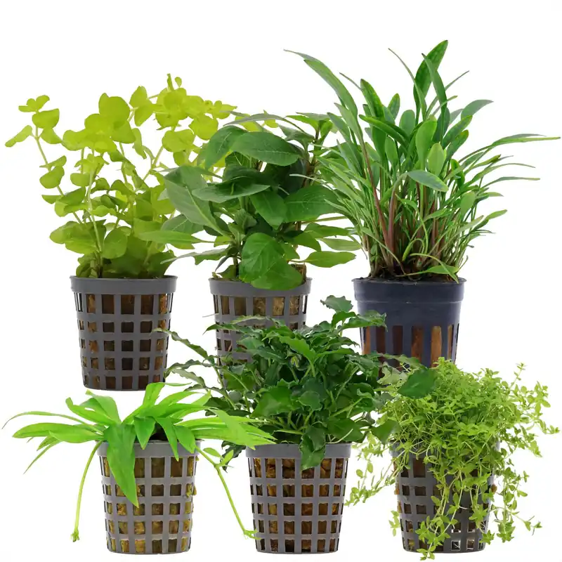 Direktkauf Aquarienpflanzen Set 30 Liter Grün einfach Nr. 09 6 Pflanzen