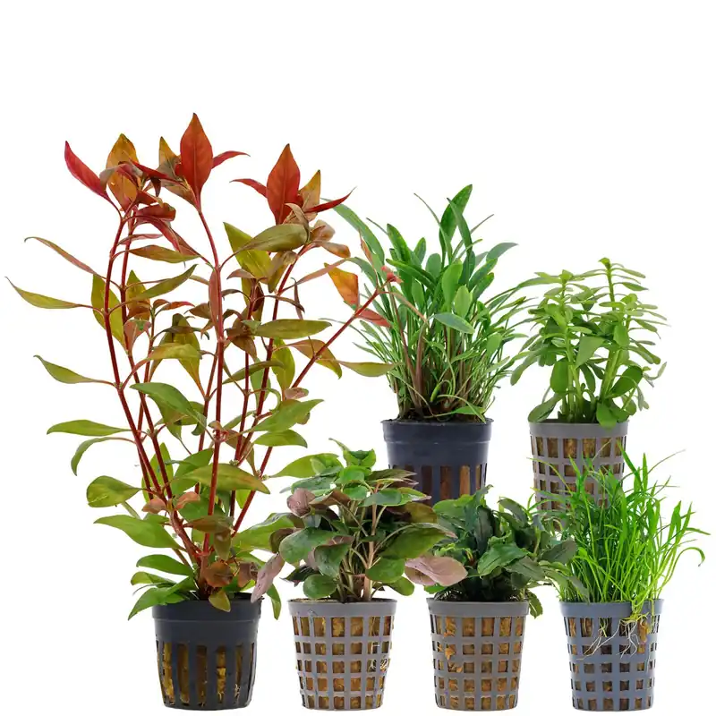 Sonderaktion Aquarienpflanzen Set 30 Liter Grün mittel Nr. 10 6 Pflanzen