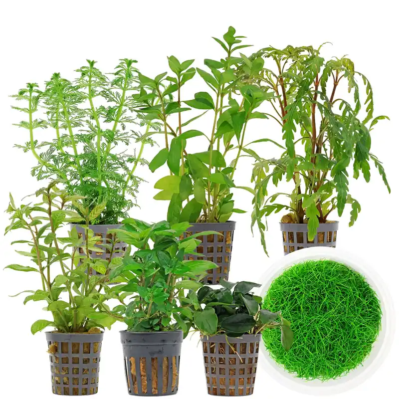 Günstig Aquarienpflanzen Set 60 Liter Grün mittel Nr. 06 7 Pflanzen